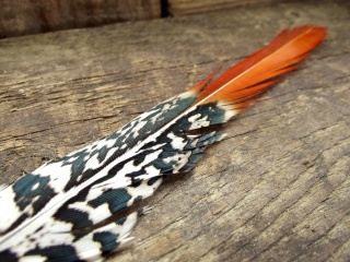 Schreibfeder Lady Amherst mit Zinngriff